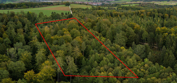 1,9 Hektar groß ist die Fläche des Gemeindewaldes am Dettinger Käppele, die für einen Bestattungswald infrage kommt.Foto: Carste