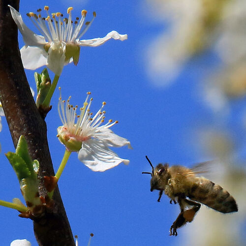 Der Honigbiene geht es gut. Viele andere Insektenarten sind bedroht. Sie zu schützen, ist ein Ziel des Volksbegehrens.Foto:  Die