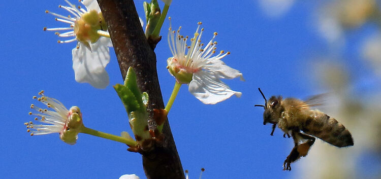 Der Honigbiene geht es gut. Viele andere Insektenarten sind bedroht. Sie zu schützen, ist ein Ziel des Volksbegehrens.Foto:  Die