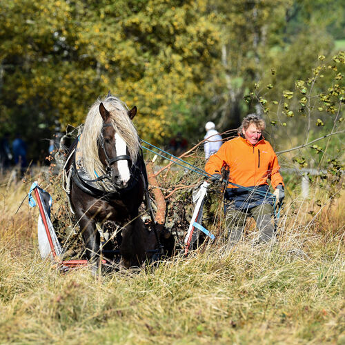 Schwere Stämme aus dem Moor schaffen - für Rückepferd Finn ist das ein Leichtes. Foto: Markus Brändli