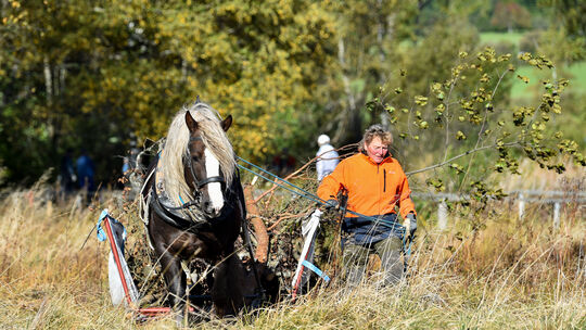 Schwere Stämme aus dem Moor schaffen - für Rückepferd Finn ist das ein Leichtes. Foto: Markus Brändli Schwere Stämme aus dem Moor schaffen - für Rückepferd Finn ist das ein Leichtes. Foto: Markus Brändli