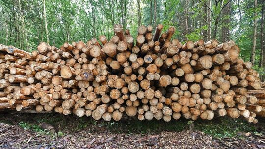 Wegen der Umstrukturierung des Forstamts gibt es auch beim Holzverkauf neue Modalitäten. Foto: Markus Brändli