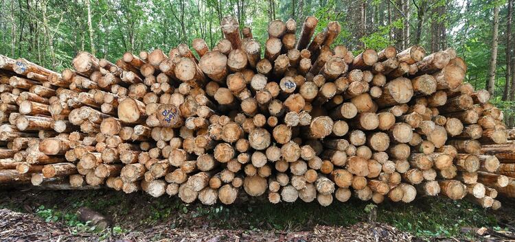 Wegen der Umstrukturierung des Forstamts gibt es auch beim Holzverkauf neue Modalitäten. Foto: Markus Brändli