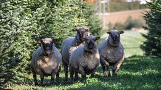 Erfreuen Passanten: Die Shropshire-Schafe in der Notzinger Weihnachtsbaumplantage.