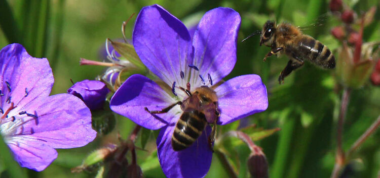 Nicht nur die Anzahl der Bienen, die gesamte Insektenpopulation nimmt ab. Umso wichtiger ist es, mit blühenden Flächen gegenzust