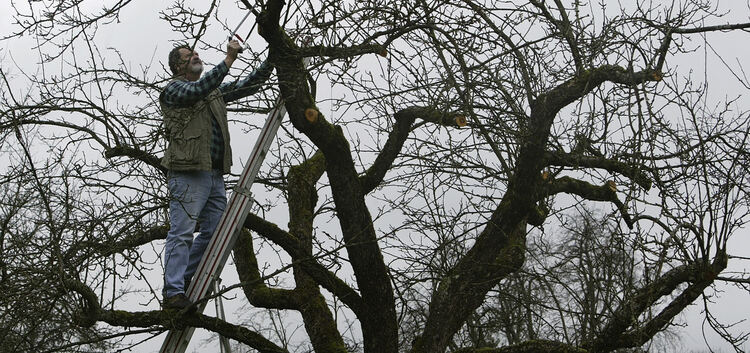 Beim Baumschnitt fällt jede Menge an Schnittgut an, das entsorgt werden muss.Archiv-Foto: Jean-Luc Jacques