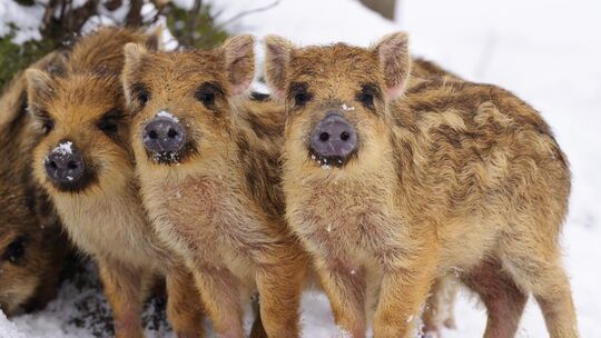 Paarungszeit bei Wildschweinen