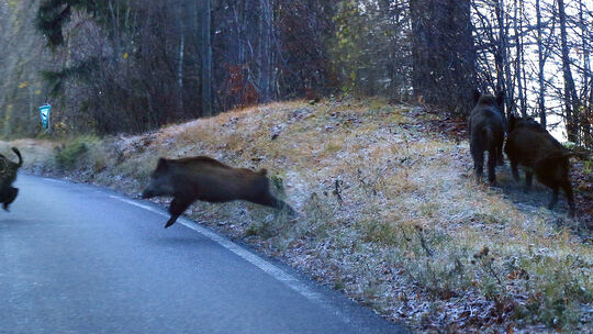 Paarungszeit bei Wildschweinen