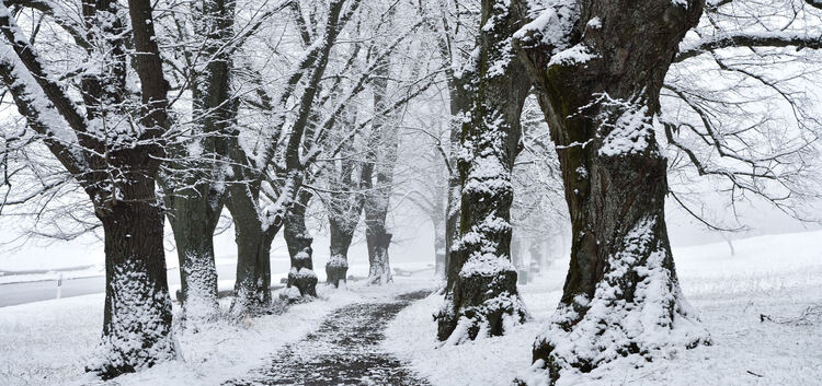 Endlich hat der Winter auf der Alb mit ein paar Zentimetern Schnee Einzug gehalten. Foto: Markus Brändli