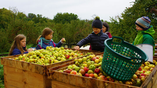 Das Pflegen und Bewirtschaften von Streuobstwiesen macht viel Arbeit, aber auch viel Spaß.Fotos: Thomas Krytzner