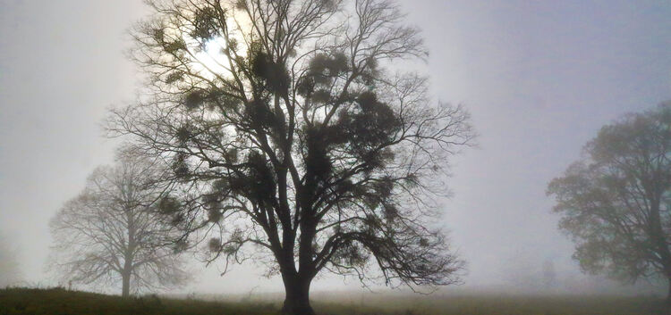 Voller Misteln zeigen sich manche Bäume in der Region.Foto: D. Ruoff