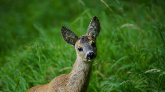 Rehe beobachten sehr aufmerksam ihre Umgebung, haben beim Einschätzen des Straßenverkehrs aber „Defizite“. Symbolfoto