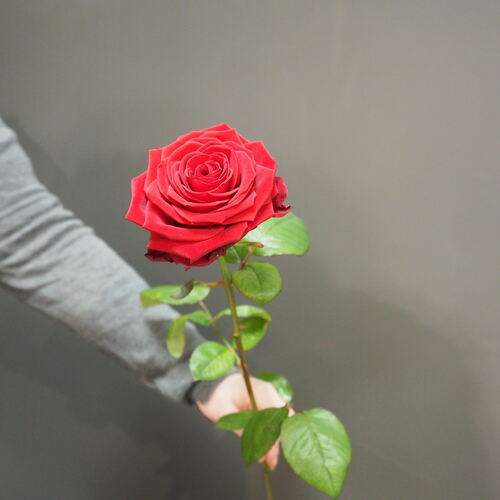 Eine rote Rose ist der Klassiker am Valentinstag. Gegen Liebeskummer helfen jedoch eher andere Maßnahmen. Foto: Heike Siegemund