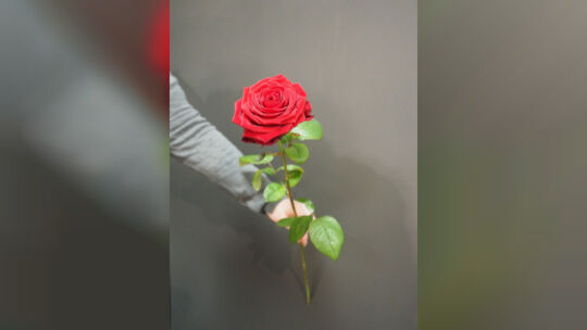 Eine rote Rose ist der Klassiker am Valentinstag. Gegen Liebeskummer helfen jedoch eher andere Maßnahmen. Foto: Heike Siegemund