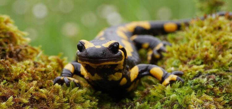 Auch Salamander sind jetzt aktiv. Foto: Michael Waitzmann