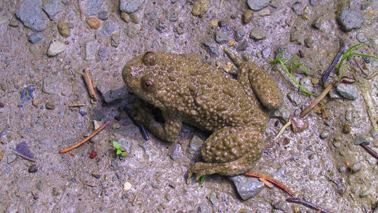 Die Gelbbauchunke liebt Auenlandschaften und Kleingewässer. Foto: Uwe Hiller