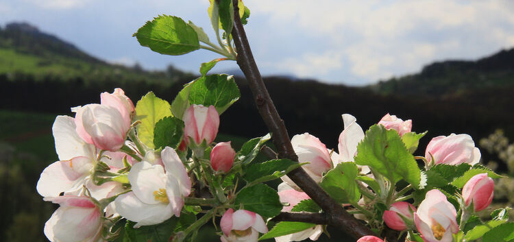 Apfelblüten, strahlen auch schon, Owen, Maienwasen, 08.04.14, Ruoff