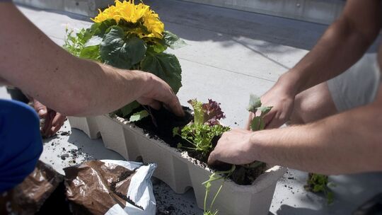 „Urban Gardening“, das Gärtnern in der Stadt, lässt sich auf dem kleinsten Raum verwirklichen. Nicht nur Blumen gedeihen in Käst „Urban Gardening“, das Gärtnern in der Stadt, lässt sich auf dem kleinsten Raum verwirklichen. Nicht nur Blumen gedeihen in Käst
