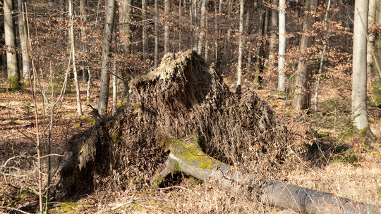 Das Sturmtief Sabine hat viele Bäume umgehauen.Foto: Jean-Luc Jacques