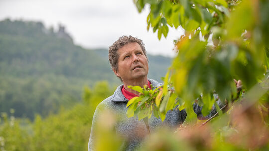 Roland Kuch schaut im Neidlinger Kirschmuttergarten, wie viele der Blüten erfroren sind. Fotos: Carsten Riedl