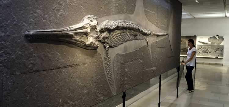 Urwelt- Museum HauffVersteinerungen, FossilienDinosaurier