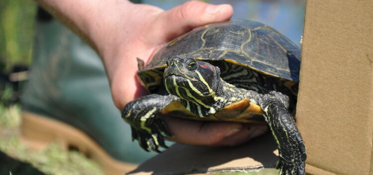 Rotwangen-Schmuckschildkröten haben in heimischen Gewässer eigentlich nichts verloren. Foto: Iris Koch
