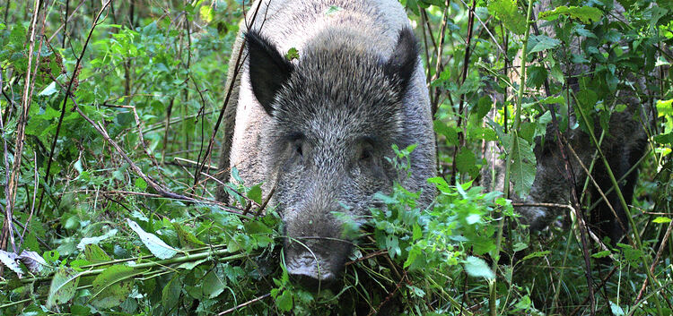 Wildschweine haben nicht nur Blätter zum Fressen gern, sondern auch Pilze, die mitunter immer noch radioaktiv belastet sind.  Fo