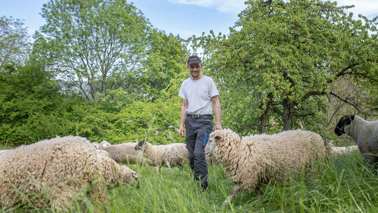 Ein Ruf, und seine Schäflein scharen sich um ihn. Foto: Carsten Riedl Ein Ruf, und seine Schäflein scharen sich um ihn. Foto: Carsten Riedl