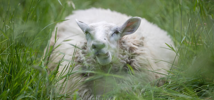 Die Schafe leben das ganze Jahr auf der Weide. Foto: Carsten Riedl