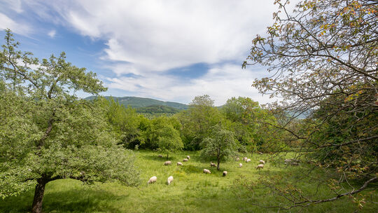 Seine meisten Weiden hat Werner Scheufele unterhalb der Limburg. Foto: Carsten Riedl