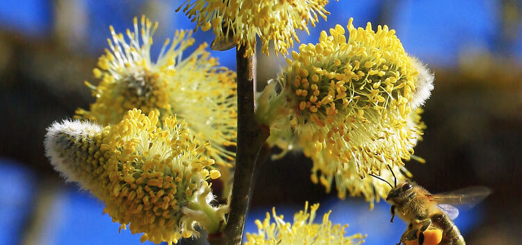 Frühling, blüte, Pollen, BieneSchmuckbildbegehrte Brummis