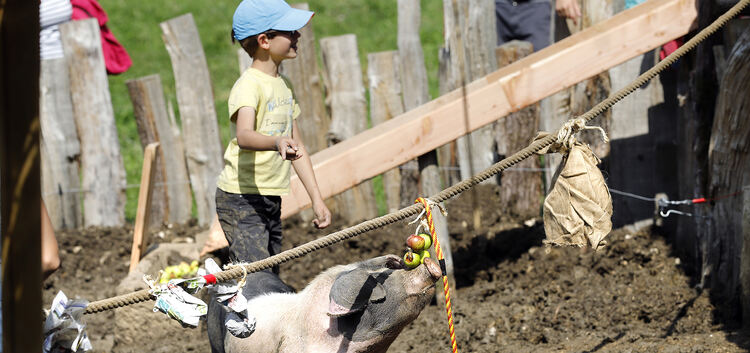 Schweine bespaßen vor Corona-Zeiten im Museum die kleinen Gäste.