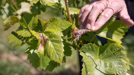 Wein Frost Rainer Bauer Limburg