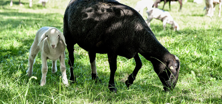 Die Schafe genießen das frische Grün unterm Teckberg.