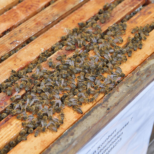 Scholderbeck bekommt ein neues Bienenvolk. Foto: Markus Brändli