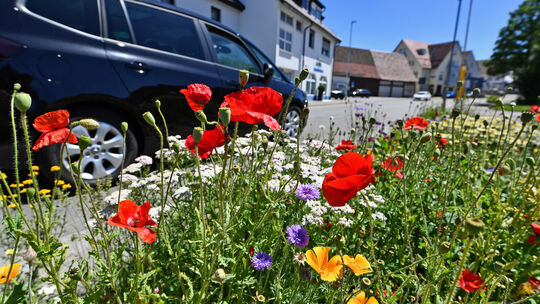 26 Kommunen im Kreis beteiligen sich an einem Klimaschutzverein. Foto: Markus Brändli