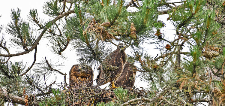 Bussard, Nest mit Bussard-Jungvögeln, vogel, Greifvogel, in der Zementstr. in Kirchheim