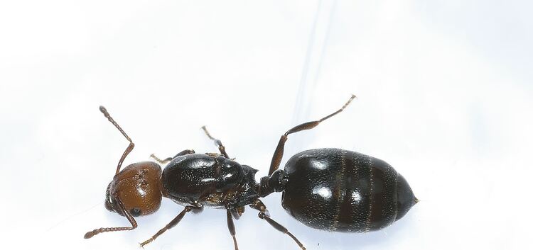 Ameisen können zur Plage werden: Symbolfoto