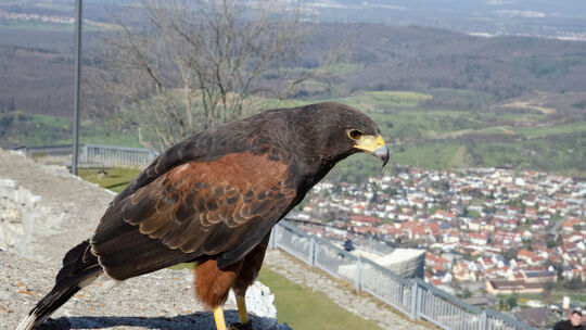 Die Falknerei auf dem Hohenneuffen.