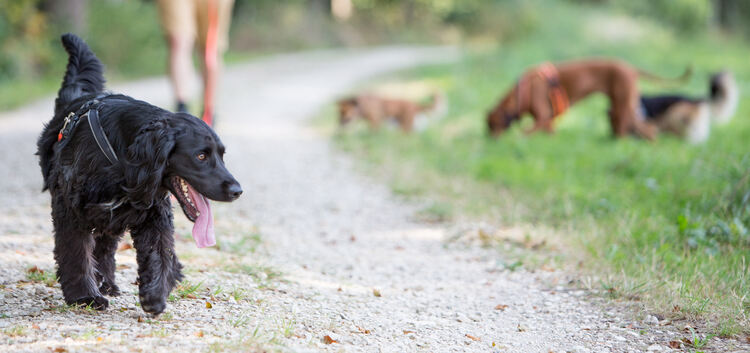Für den Menschen ist die Staupe keine Gefahr. Für Hunde kann das Virus allerdings tödlich sein.Foto: Carsten Riedl