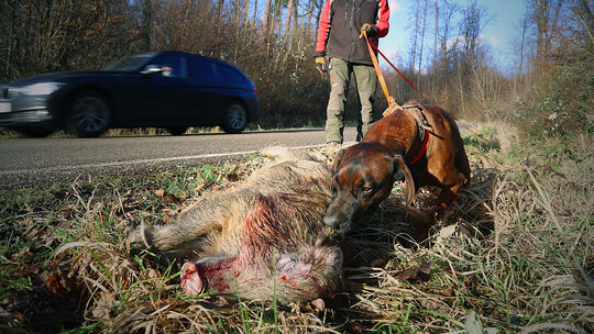 Jäger German Kälberer wird oft gerufen bei Wildunfällen. Wildschweine darf er von ihrem Leid erlösen, da sie nicht unter Artensc Jäger German Kälberer wird oft gerufen bei Wildunfällen. Wildschweine darf er von ihrem Leid erlösen, da sie nicht unter Artensc