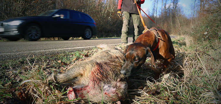 Jäger German Kälberer wird oft gerufen bei Wildunfällen. Wildschweine darf er von ihrem Leid erlösen, da sie nicht unter Artensc
