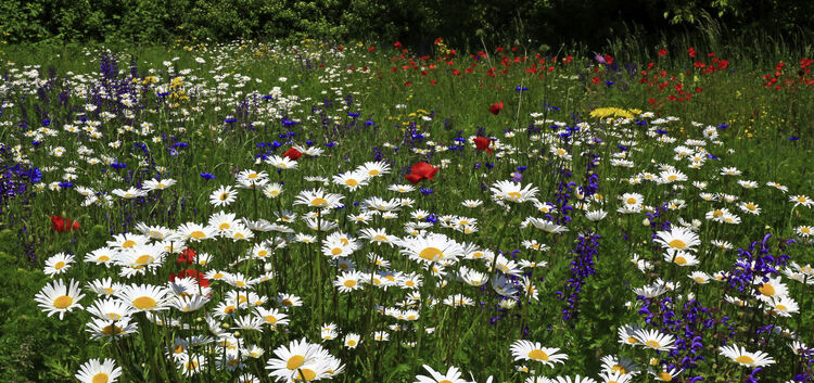 Begrünung und Blumen sollen auch in privaten Gärten dazu beitragen, die Temperatur im Sommer nicht zusätzlich drastisch zu erhöh