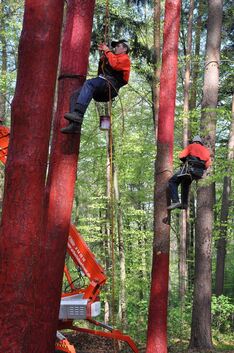 Beim „Roten Feld“ werden die Bäume regelmäßig mit roter Biofarbe ummantelt. Foto: pr
