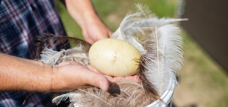 Stolz präsentiert Jürgen Wagner das erste Ei, das eine der beiden Hennen in dem Gehege gelegt hat. Foto: Carsten Riedl