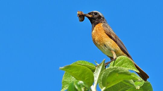 Der Gartenrotschwanz hat es schwer, seinen Nachwuchs bei all dem Trubel zu versorgen. Fotos: Rolfes/Symbolbild