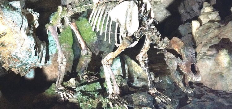 Das Skelett eines Jungbären steht stellvertretend für viele Bären­generationen in der Höhle.Foto: Gabriele Böhm