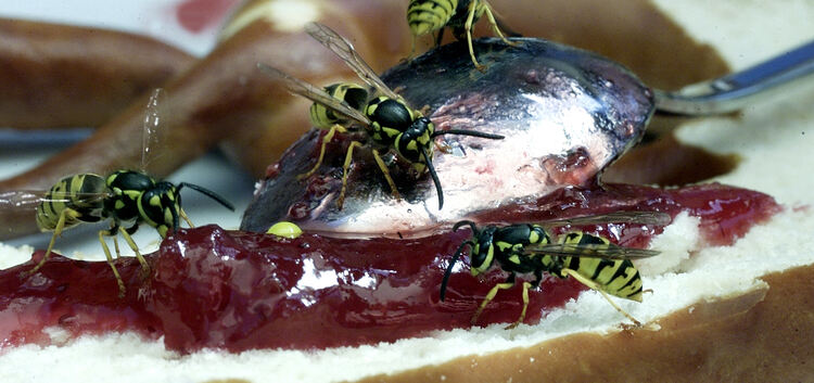 Nicht nur Schwaben stehen auf Brezeln mit Marmelade, auch Wespen mögen die süße Versuchung. Foto: Jean-Luc Jacques