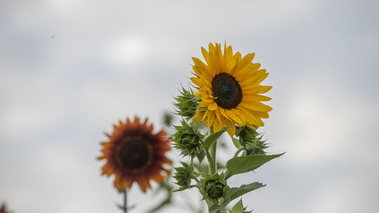Die Urform der Sonnenblume hat verzweigte Blütenstände. Foto: Carsten Riedl Die Urform der Sonnenblume hat verzweigte Blütenstände. Foto: Carsten Riedl