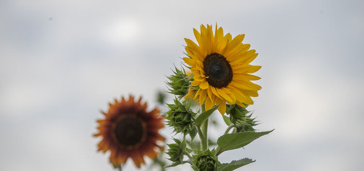 Die Urform der Sonnenblume hat verzweigte Blütenstände. Foto: Carsten Riedl